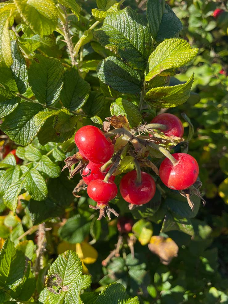 Rosehips